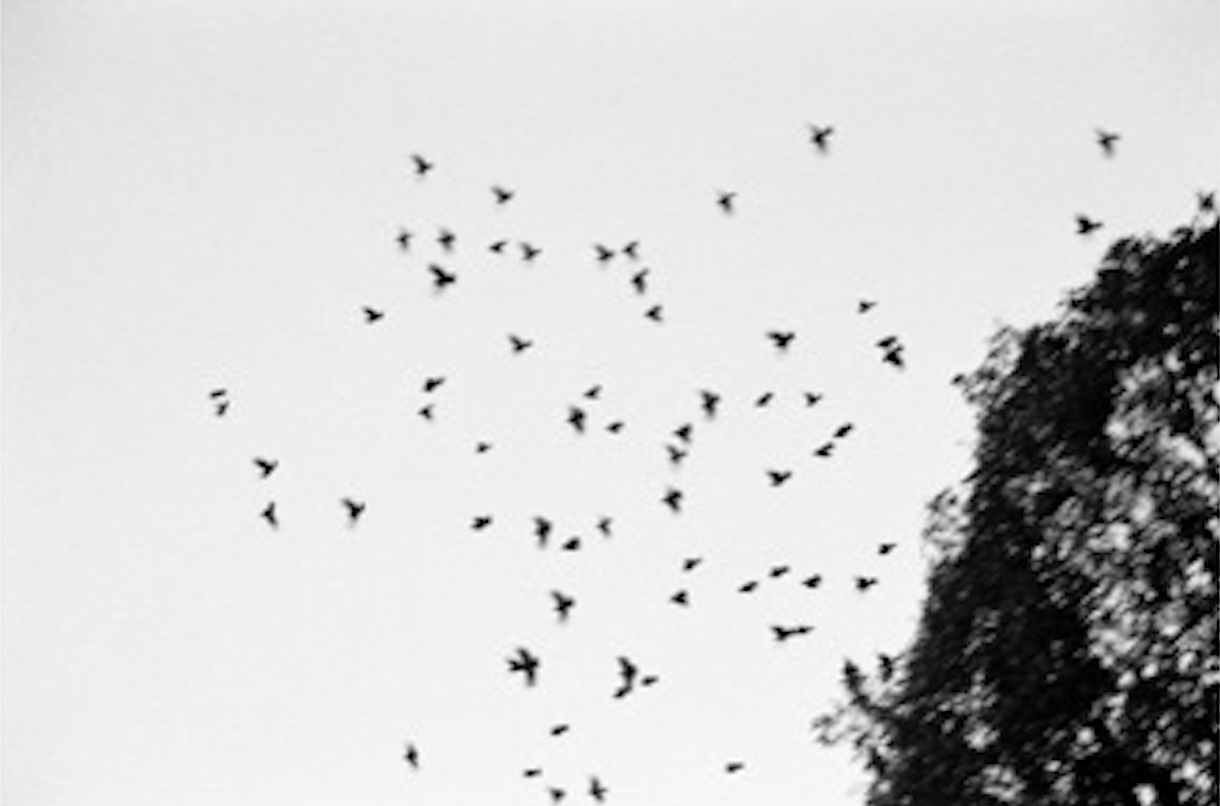 The political life of dreams