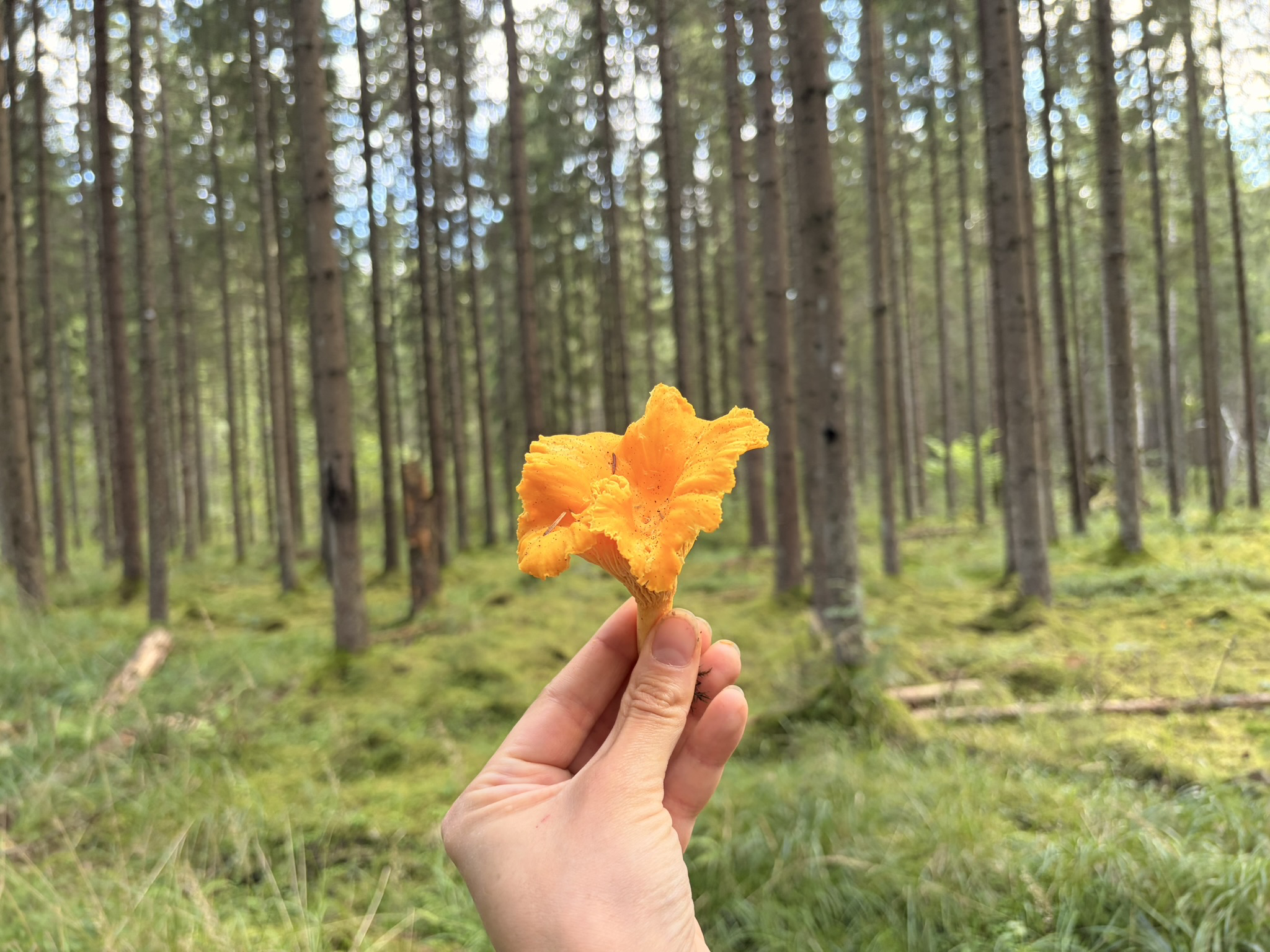 A forest